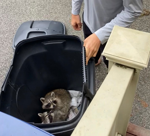 Raccoons in the trash