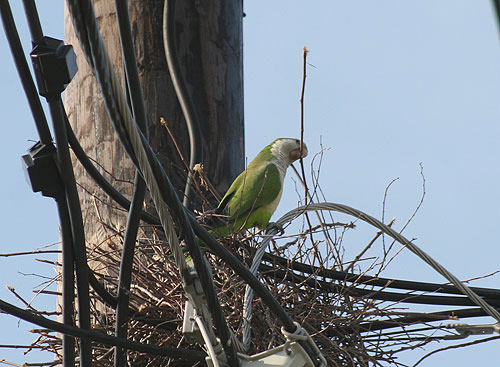 Monk parrot