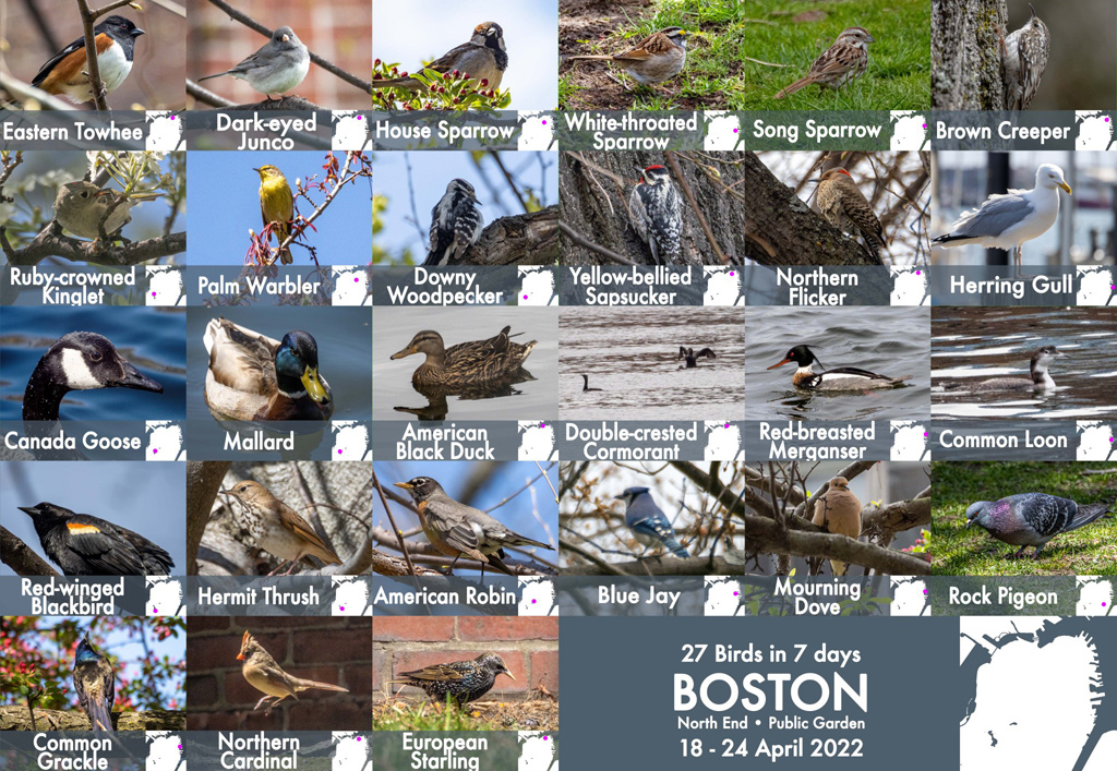 Boston Is For The Birds Universal Hub