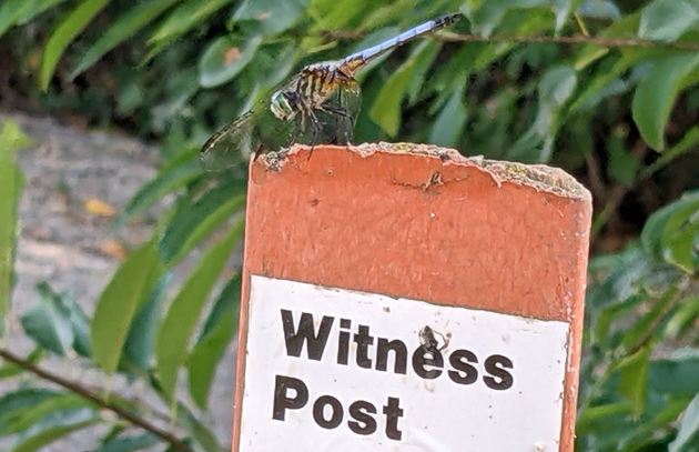 Dragonfly at Witness Post in Dedham