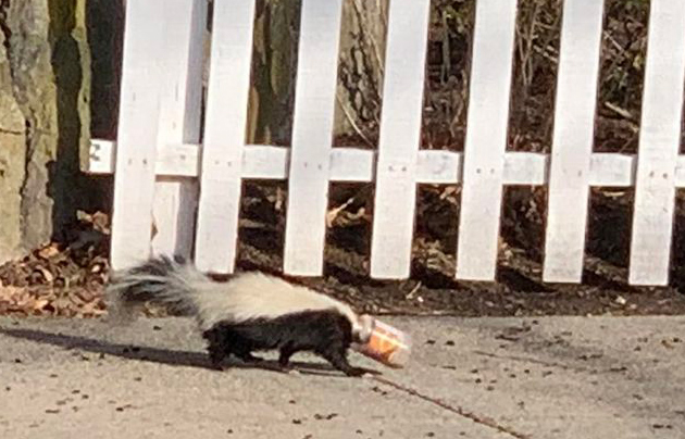 Skunk on a sidewalk with its head stuck in a jar of peanut butter
