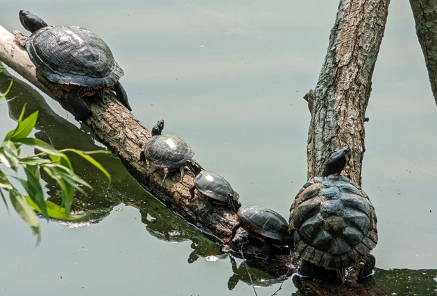 Turtles at Jamaica Pond, most with smooth shells