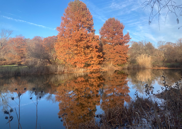 Trees reflected in a still pond at the Arnold Arboretum