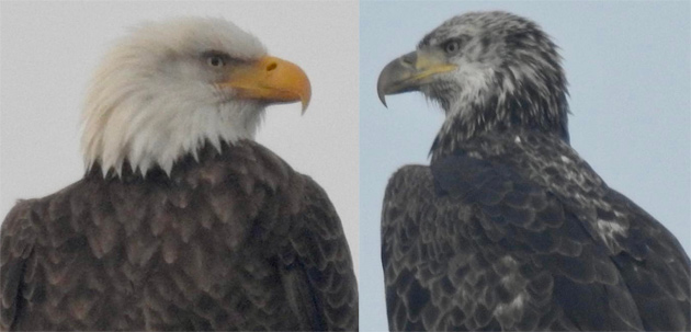 Two eagles spotted at Millennium Park
