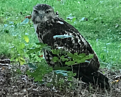 Hawk at the Arnold Arboretum