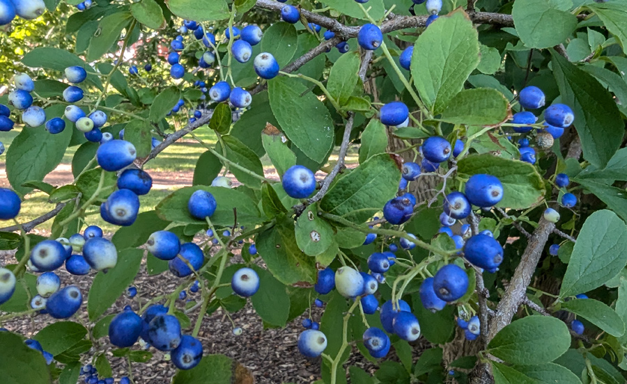 Asiatic sweetleaf berries