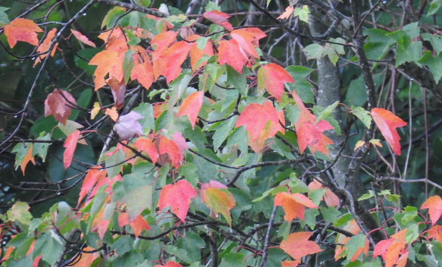 Changing leaves at Millennium Park