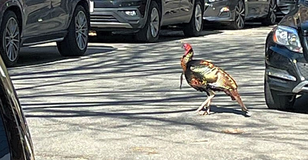 Turkey in Charlestown