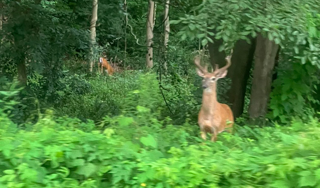 Buck in Arnold Arboretum