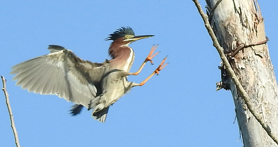 Green heron about to land on a tree at Millennium Park