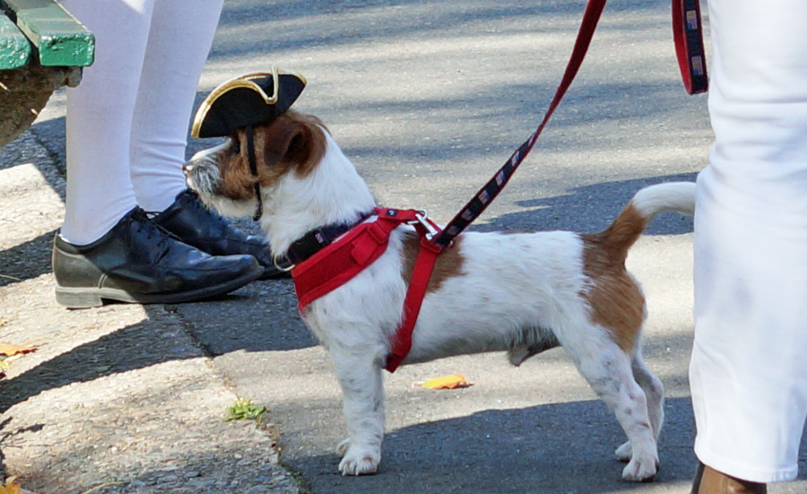 Terrier in a tricorner hat