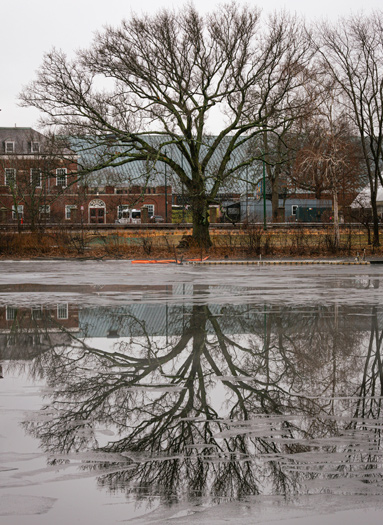 Tree reflected on the Charles River