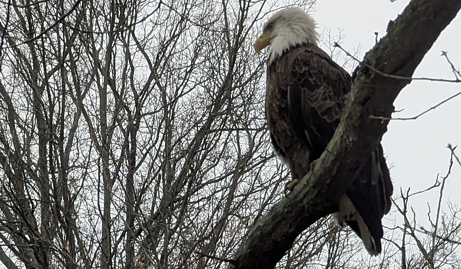 Bald eagle perched on tree along the Muddy River