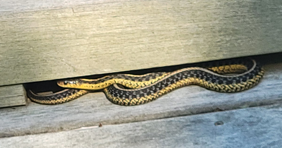Snake along the Neponset Riverwalk in Mattapan