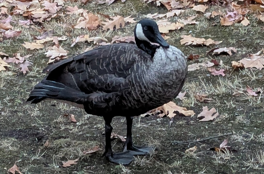 Old coated goose near Longwood