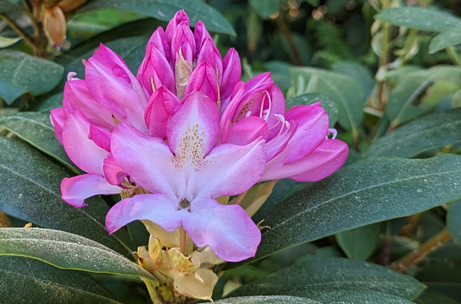 Rhododendron in bloom at the Arnold Arboretum