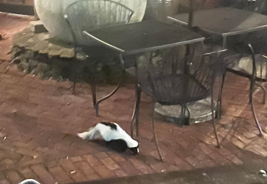 Skunk in Roslindale Square courtyard