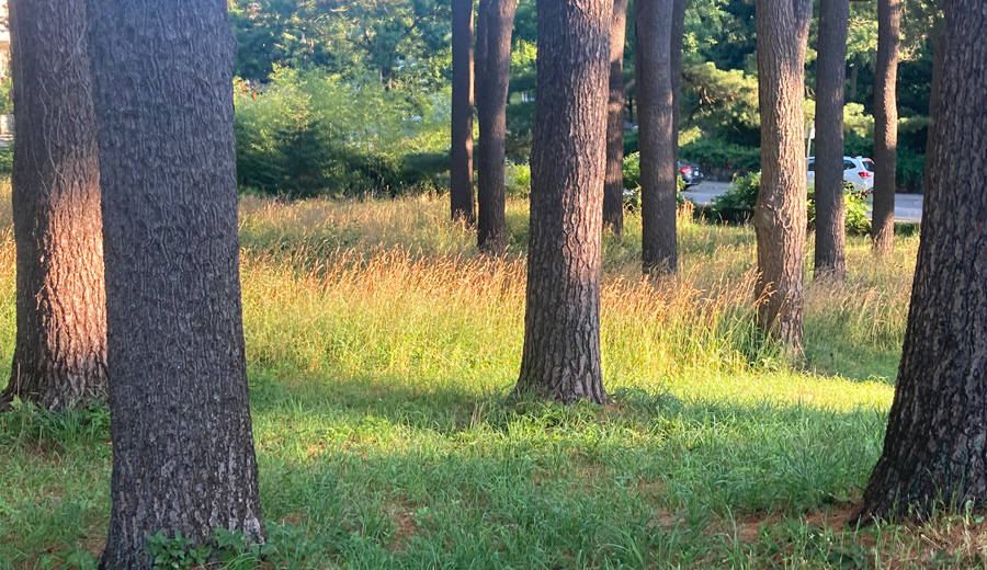 Pine trees and grass in the sun at the Arnold Arboretum