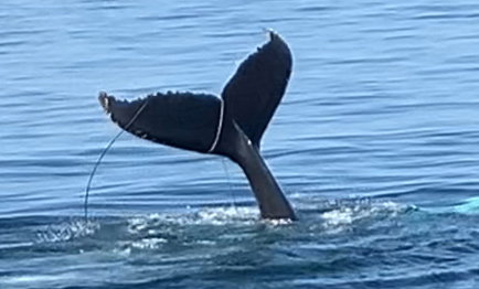 Whale with tale snared by fishing gear