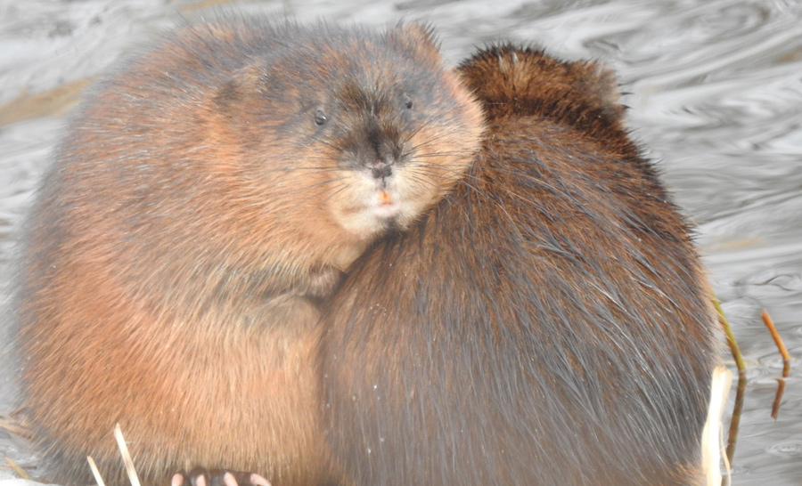 Two muskrats huddle along the Charles River