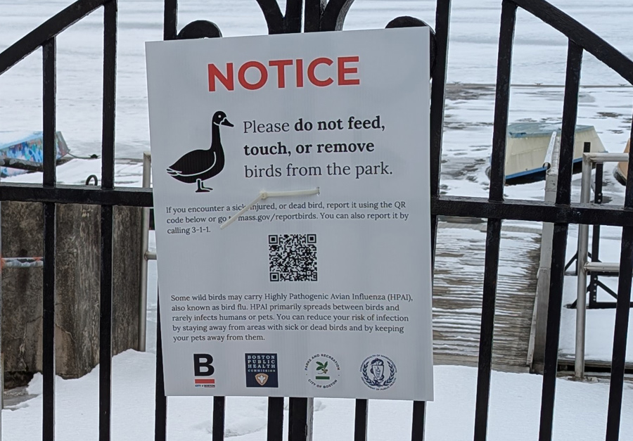 Sign at the pond boat dock urging people to leave birds alone because of avian flu