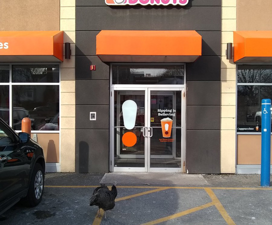 Turkey at a Dunkin' Donuts