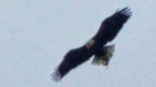 Eagle over Franklin Park