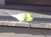 Parakeet in Allston