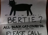 Bertie the stubby-tailed cat lost in Roslindale