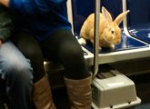 Bunny on the Blue Line