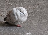 Boston pigeon