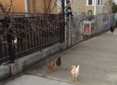 Chickens in Cambridgeport