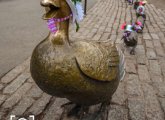 Make way for Easter Ducklings in Boston's Public Garden