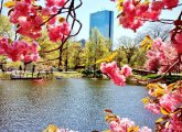 Boston's Hancock building seen through pink blossoms along the Esplanade