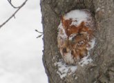 Owl in West Roxbury