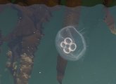 Jellyfish in Boston Harbor