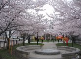 Blooming cherry trees in Somerville