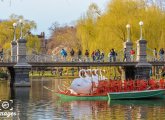 Swan Boats back in the Public Garden Lagoon in Boston