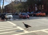 Turkey on Appleton Street in the South End