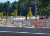 New trees along the Arborway in Jamaica Plain