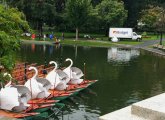 Swan Boats on their way out for the season