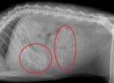 Hair elastics on cat's X-ray