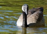 A goose in Boston's Public Garden