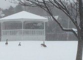 Geese in the snow in Hull