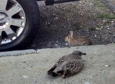 Rabbit and tern in Boston's Back Bay