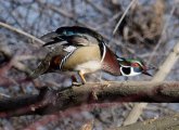 Wood duck at Leverett Pond in Jamaica Plain