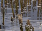 Wood and ice in the Neponset River