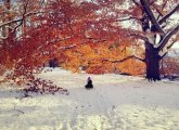 Arnold Arboretum sledding