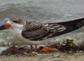 Black skimmer at Wollaston