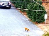 Fox in Brighton